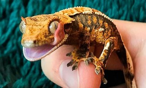 Create meme: Gecko, Gecko the banned