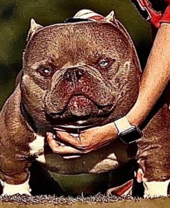 Create meme: American bully