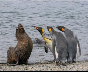 Создать мем: королевский пингвин, penguins, императорский пингвин