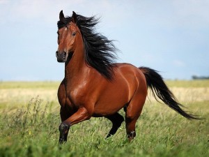 Создать мем: арабская порода лошадей, лошади породы арабская чистокровная, гнедой мустанг