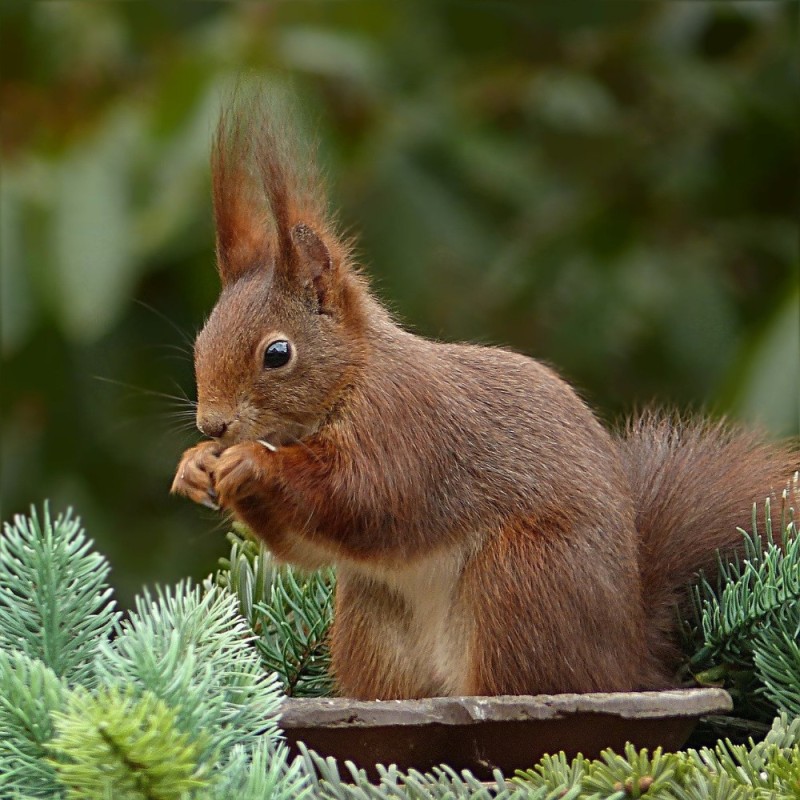 Create meme: protein Vaxjo, squirrel forest, red squirrel