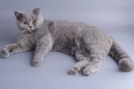 Create meme: British shorthair cat, british shorthair cat, British breed cats