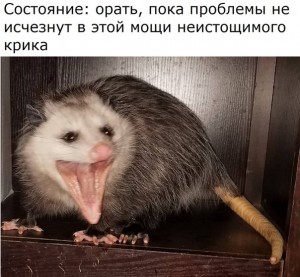 Create meme: possum or opossum, possum, possum photo