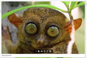 Create meme: tarsier, big-eyed lemur, lemur tarsier