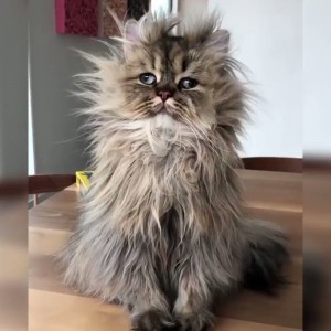 Create meme: Persian cat, Persian cat