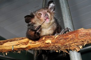 Create meme: Madagascar, aye-aye animal, YouTube horrible animals