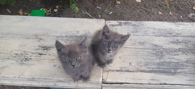 Create meme: smoky cat, cat , The kitten is Russian blue