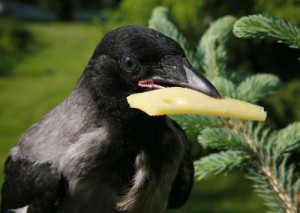 Create meme: Crow with cheese