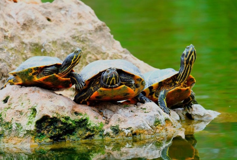 Create meme: the red-eared turtle, trachemys home, red-eared yellow-bellied turtle