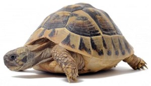 Create meme: telepathic communication, tortoises, a picture of a turtle