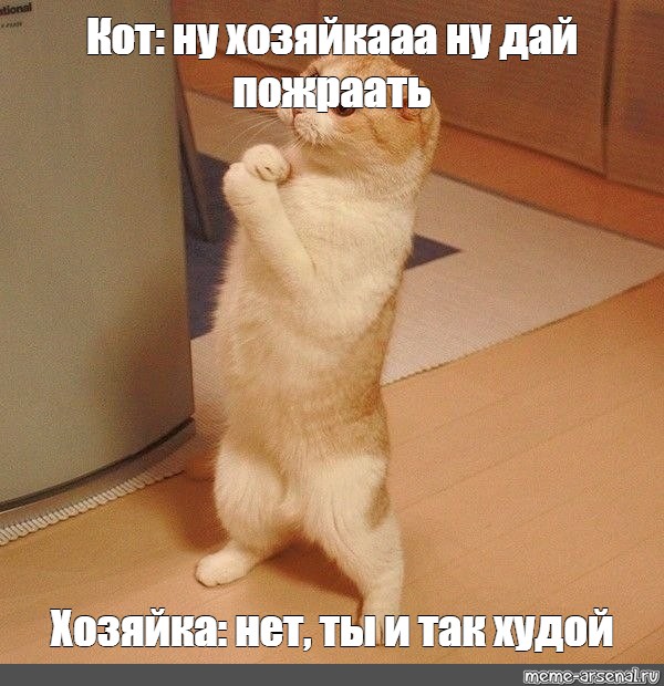 Котик дай