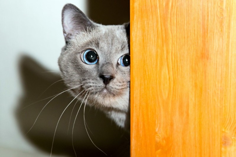 Create meme: cat peeking from the corner, Siamese blue point cat, cat Peeps