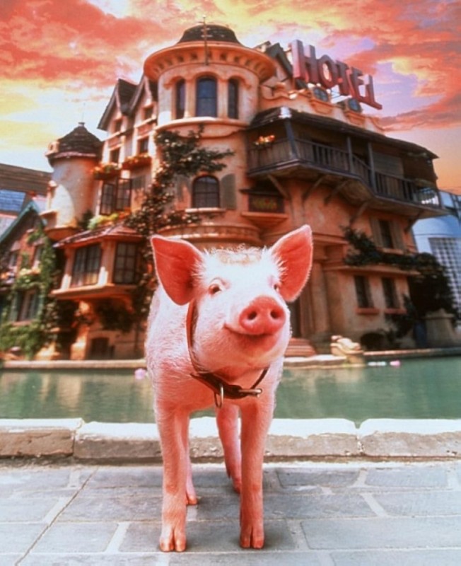 Create meme: Babe the Piglet in the City 1998, Babe: Piggy in the City Movie 1998, Baby piglet