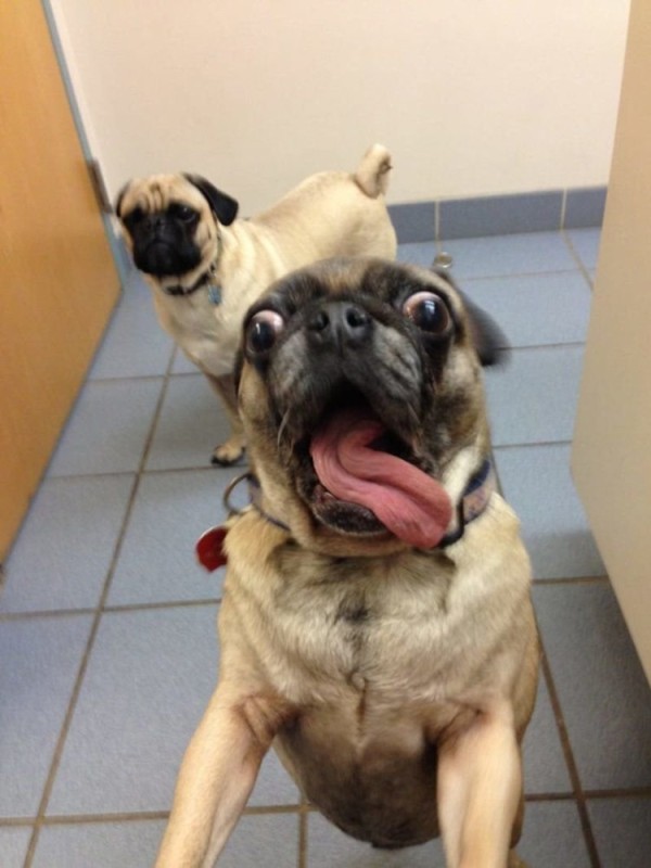 Create meme: pug , funny pugs, surprised pug