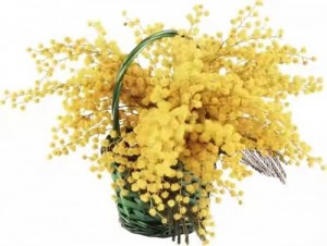 Создать мем: с праздником весны, mimosa flowers, на 8 марта