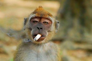 Create meme: a monkey with a cigarette, Smoking monkey