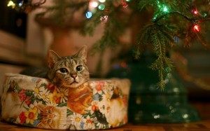 Создать мем: новогодний кот, кот новый год, новогодняя заставка