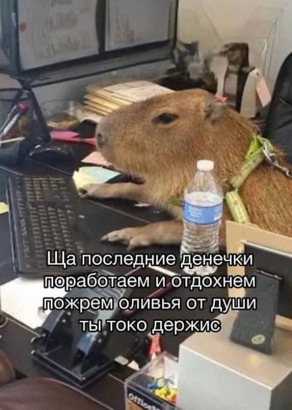 Create meme: the capybara , capybara at the computer, capybara for pc