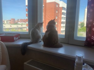 Создать мем: два кота на окне, кот за окном, кошка на окне