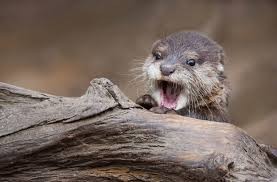 Create meme: otter baby, otter, otter pictures animal