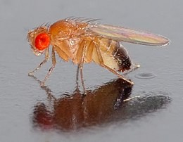 Create meme: Asian berry Drosophila, Drosophila melanogaster, fly Drosophila
