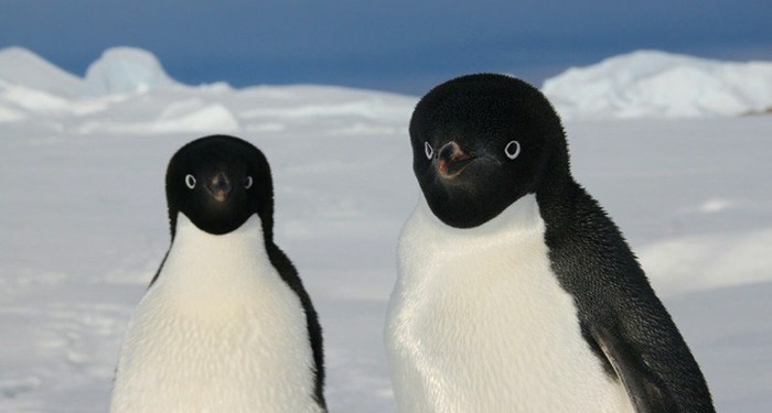 Create meme: penguin Adelie, Emperor penguin in Antarctica, penguin 