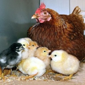 Create meme: laying hens, chickens daily, chickens broilers