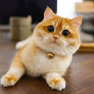 Создать мем: котик, милый котик, японская порода кошек хосико