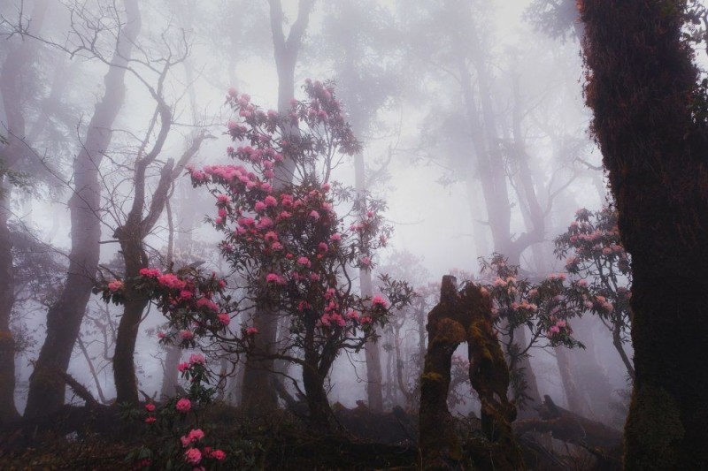 Create meme: misty forest aesthetics, mystical landscapes, A blooming garden in the fog