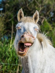 Создать мем: funny horse, laughing horse, лошадь зевает