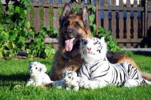 Создать мем: тигры любовь, белый тигр, тигр большой