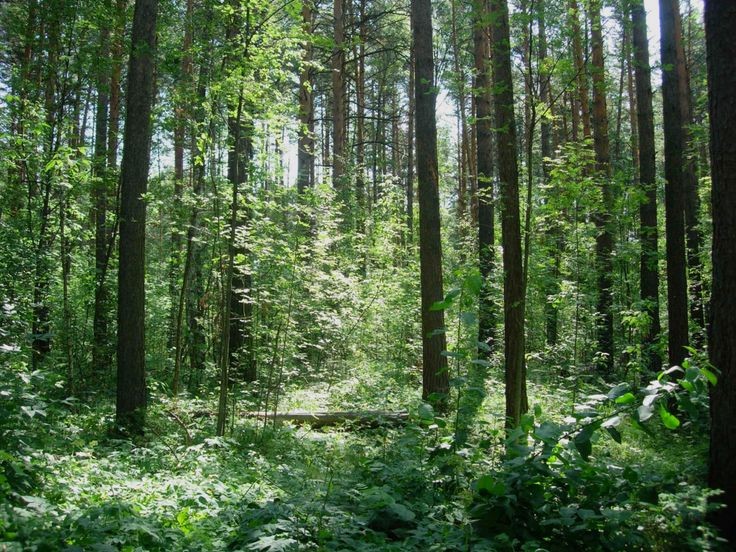 Создать мем: лес лес, леса тамбовской области, заповедник