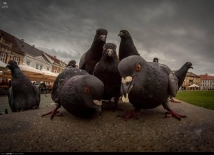 Create meme: cool pigeon, animals, dove Gopnik