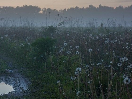 Create meme: The field of dandelions aesthetics, field of dandelions, dandelions on the field in the fog