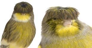 Create meme: crested Canary, crested canary of gloucester, Gloucester Canary