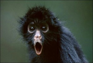 Create meme: the surprised animals, monkey, it's