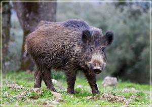 Create meme: Kaban sekach, Polish wild boar, wild boar