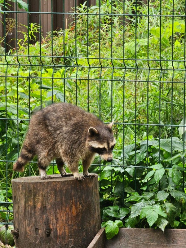 Create meme: raccoon gargle , raccoon , Raccoon Park