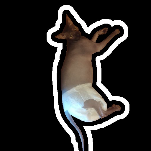 Create meme: A Siamese cat on its hind legs, Siamese cat , siamese cat 