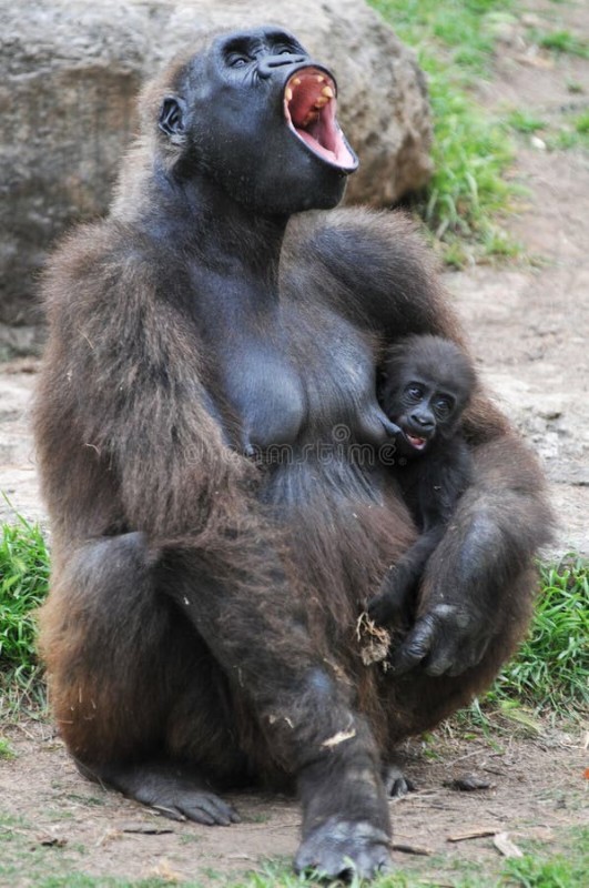 Create meme: gorilla mom, baby gorilla, female gorilla