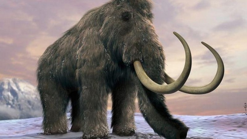 Create meme: mammoth, siberian woolly mammoth, mammoth jurassic period
