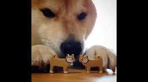 Create meme: shiba inu meme, meme dog bites, meme with the dog shiba inu