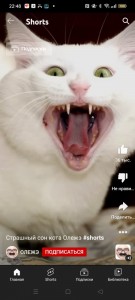 Create meme: white cat, animals, cat