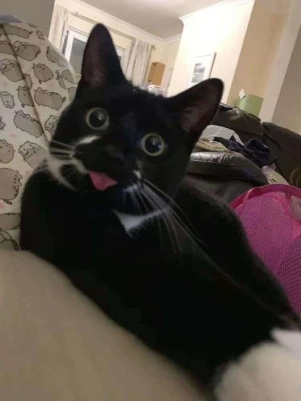 Create meme: black cat with tongue, cat , cat 