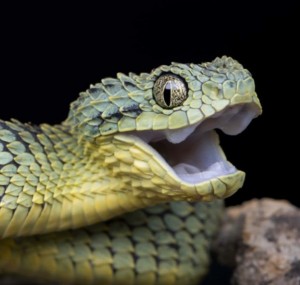 Создать мем: viper snake, древесная гадюка, atheris