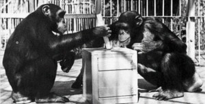Создать мем: братья шимпанзе, chimp, павлов картинки обезьян