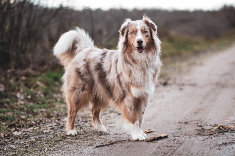 Create meme: Australian shepherd Aussie, australian shepherd, breed of dogs australian shepherd