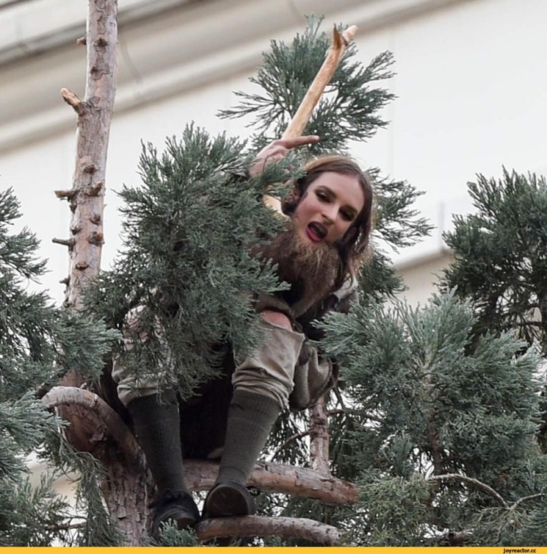 Create meme: Climbed the tree, tree , Dragging a Christmas tree