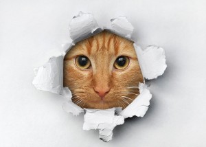 Создать мем: кот смешной, кот 3d наклейки, кот сквозь бумагу