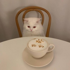 Создать мем: котик, с добрым утром милый котик, котик с кофе